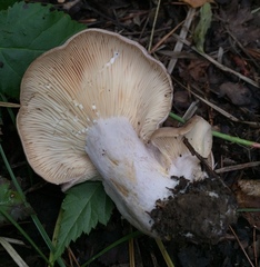 Lactarius circellatus