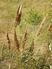 Calamagrostis cinnoides