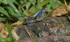 Orthetrum caledonicum