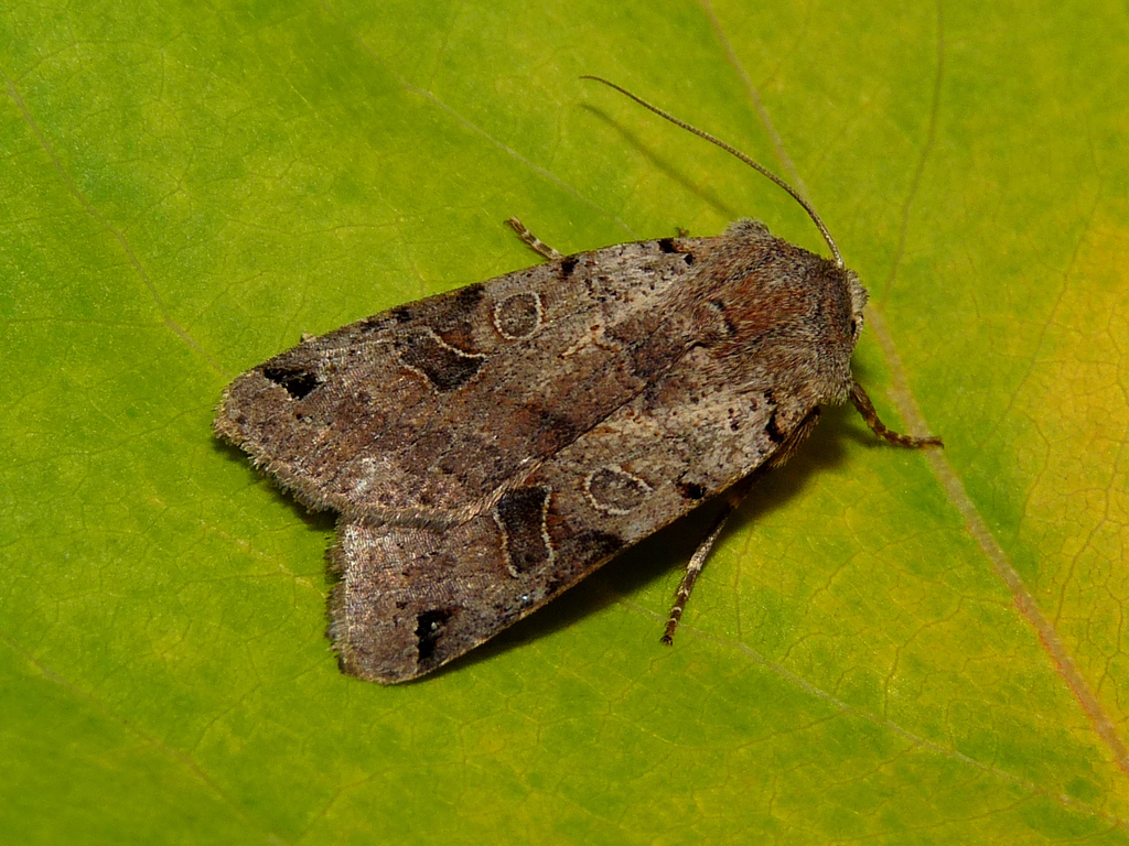 Brown-spot Pinion
