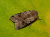 Brown-spot Pinion - Photo (c) lastovka, some rights reserved (CC BY-NC), uploaded by lastovka