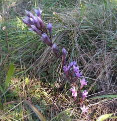 Gentianella germanica