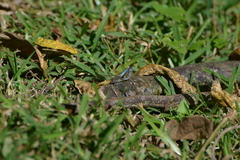 Orthetrum caledonicum