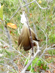 Cathartiformes