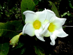 Odontadenia lutea