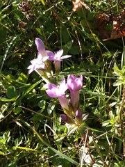 Gentianella germanica