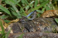 Orthetrum caledonicum