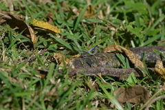 Orthetrum caledonicum