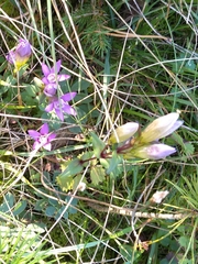Gentianella germanica