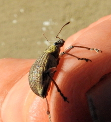 Sciobius