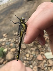Gomphurus lineatifrons