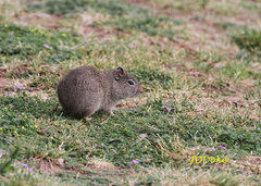 Galea leucoblephara