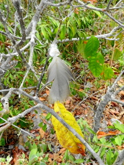 Cathartiformes