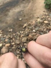 Gomphurus lineatifrons