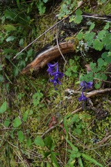 Delphinium pedatisectum