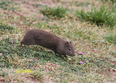 Galea leucoblephara