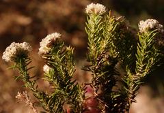 Metalasia pulchella