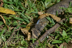 Orthetrum caledonicum