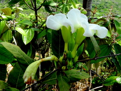 Odontadenia lutea