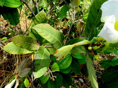 Odontadenia lutea
