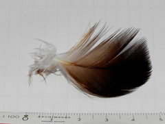 Cathartiformes