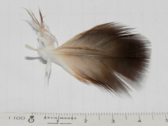 Cathartiformes