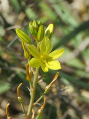 Bulbine semibarbata
