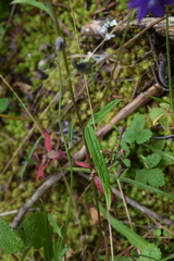 Delphinium pedatisectum
