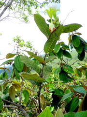 Odontadenia lutea