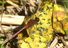 Diplacodes bipunctata