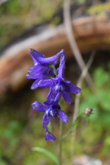 Delphinium pedatisectum