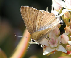 Deudorix antalus