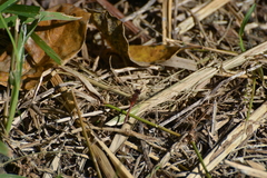 Diplacodes bipunctata