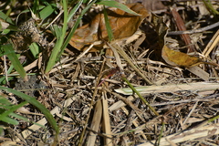 Diplacodes bipunctata