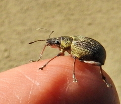 Sciobius