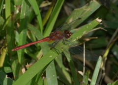 Diplacodes bipunctata