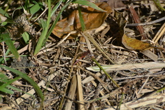 Diplacodes bipunctata