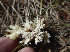 Allium simillimum
