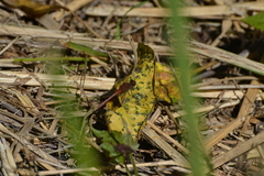Diplacodes bipunctata