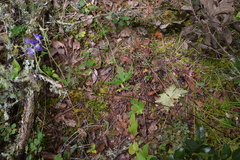 Delphinium pedatisectum