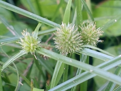 Cyperus brevifolioides
