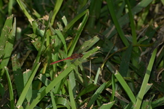 Diplacodes bipunctata