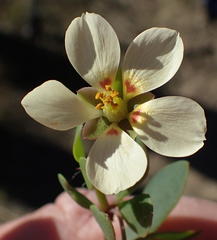 Roepera maritima