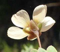 Roepera maritima