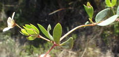 Roepera maritima