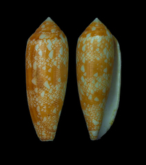 Conus auricomus