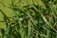 Diplacodes bipunctata
