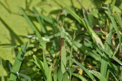 Diplacodes bipunctata