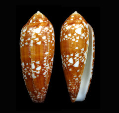 Conus auricomus