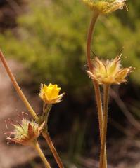 Geum capense